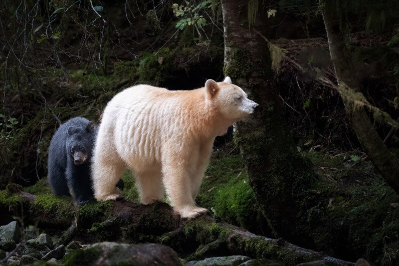 Spirit-Bear-Tour-2019-18944-Edit-Edit-Edit