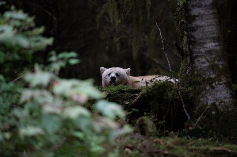 Spirit-Bear-Tour-2019-19910