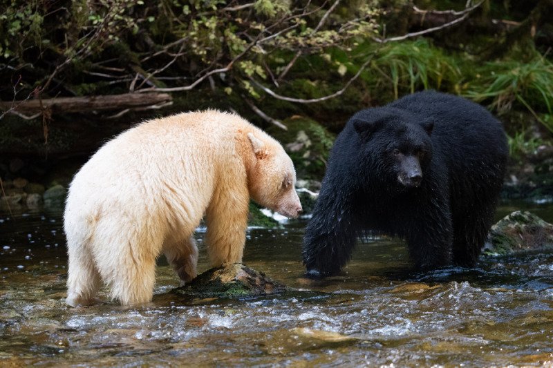 Spirit-Bear-Tour-2019-522