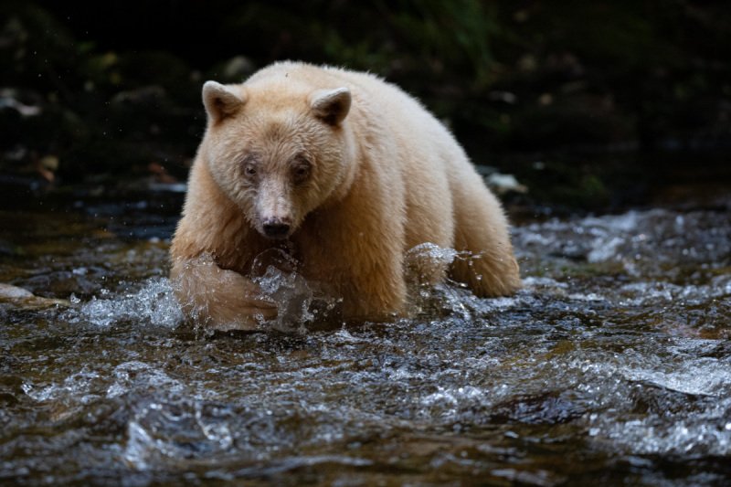 Spirit-Bear-Tour-2019-6422