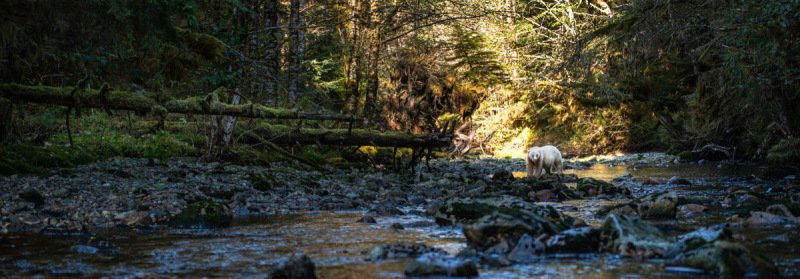 Spirit-Bear-Tour-2019-7774