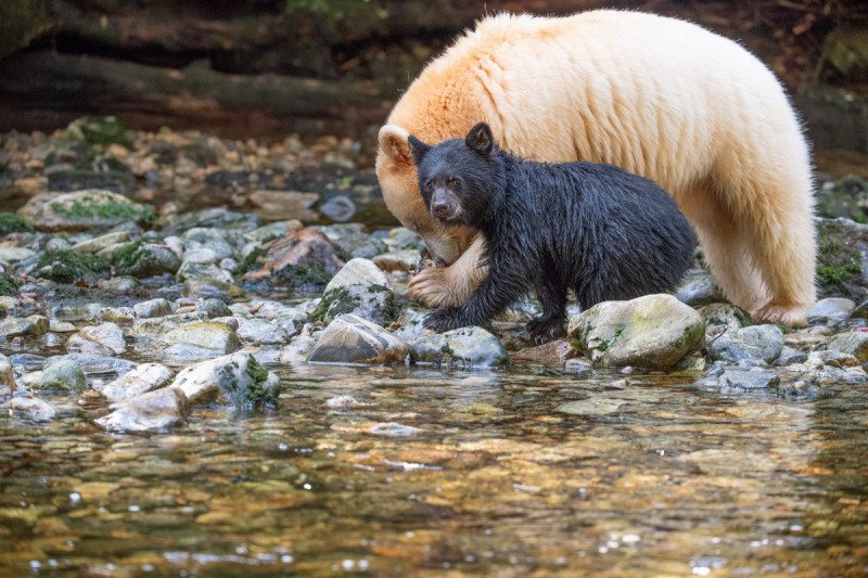 Spirit-Bear-Tour-2019-870