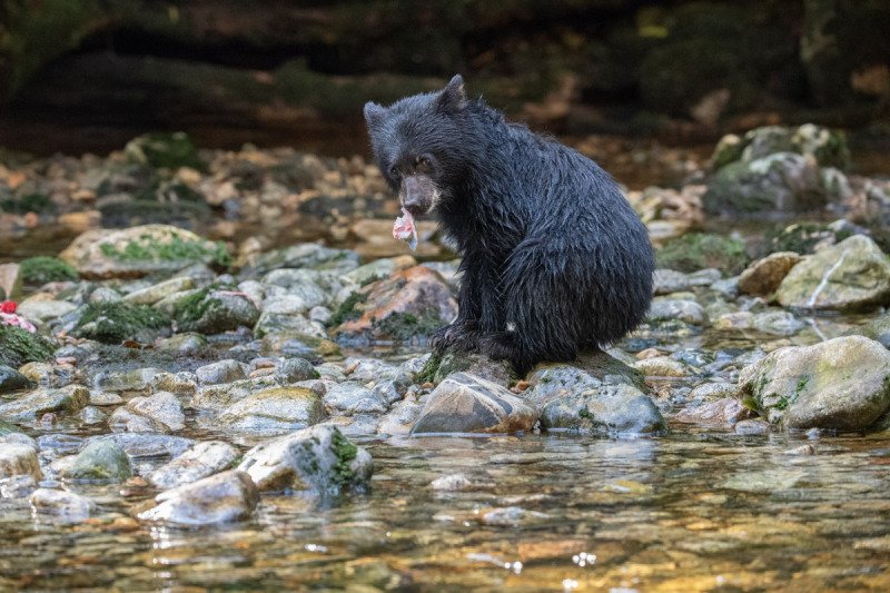 Spirit-Bear-Tour-2019-944