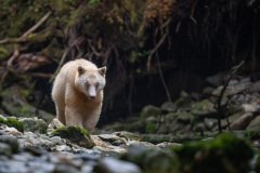 Great-Bear-Rainforest-2019-10196.jpg-nggid045988-ngg0dyn-2000x1333x100-00f0w010c010r110f110r010t010