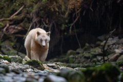 Great-Bear-Rainforest-2019-10196.jpg-nggid045988-ngg0dyn-800x600-00f0w010c010r110f110r010t010