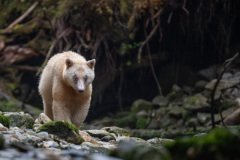 Great-Bear-Rainforest-2019-10196.jpg-nggid045988-ngg0dyn-800x600x100-00f0w010c011r110f110r010t010