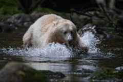 Great-Bear-Rainforest-2019-12013-Edit.jpg-nggid045989-ngg0dyn-2000x1123-00f0w010c010r110f110r010t010