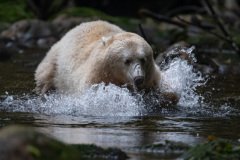 Great-Bear-Rainforest-2019-12013-Edit.jpg-nggid045989-ngg0dyn-800x600x100-00f0w010c011r110f110r010t010