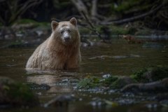 Great-Bear-Rainforest-2019-12049-Edit-Edit-Edit.jpg-nggid045990-ngg0dyn-0x360-00f0w010c010r110f110r010t010