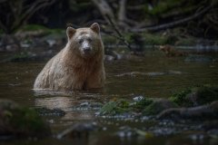 Great-Bear-Rainforest-2019-12049-Edit-Edit-Edit.jpg-nggid045990-ngg0dyn-2000x1333x100-00f0w010c010r110f110r010t010