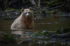 Great-Bear-Rainforest-2019-12049-Edit-Edit-Edit.jpg-nggid045990-ngg0dyn-800x600-00f0w010c010r110f110r010t010