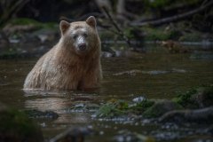 Great-Bear-Rainforest-2019-12049-Edit-Edit-Edit.jpg-nggid045990-ngg0dyn-800x600x100-00f0w010c011r110f110r010t010