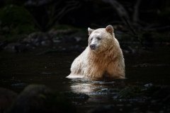 Great-Bear-Rainforest-2019-12067-Edit-Edit.jpg-nggid045991-ngg0dyn-0x720-00f0w010c010r110f110r010t010
