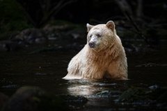 Great-Bear-Rainforest-2019-12067-Edit-Edit.jpg-nggid045991-ngg0dyn-800x600x100-00f0w010c011r110f110r010t010