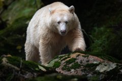 Great-Bear-Rainforest-2019-12240-Edit-Edit.jpg-nggid045992-ngg0dyn-800x600x100-00f0w010c011r110f110r010t010