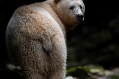 Great-Bear-Rainforest-2019-12492.jpg-nggid045993-ngg0dyn-800x600x100-00f0w010c011r110f110r010t010