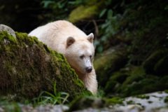 Great-Bear-Rainforest-2019-12593.jpg-nggid045994-ngg0dyn-0x360-00f0w010c010r110f110r010t010