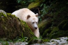 Great-Bear-Rainforest-2019-12593.jpg-nggid045994-ngg0dyn-2000x881x100-00f0w010c010r110f110r010t010
