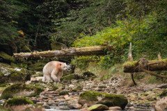 Great-Bear-Rainforest-2019-9404-Edit.jpg-nggid045987-ngg0dyn-800x600x100-00f0w010c011r110f110r010t010