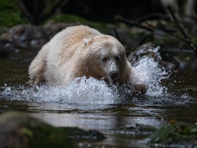 Great-Bear-Rainforest-2019-12013-Edit