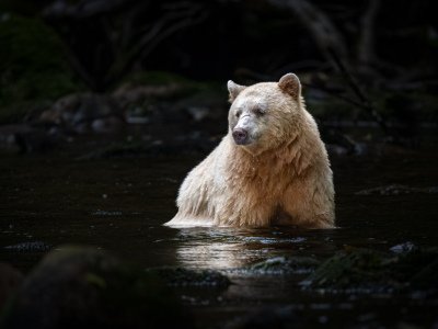 Great-Bear-Rainforest-2019-12067-Edit-Edit