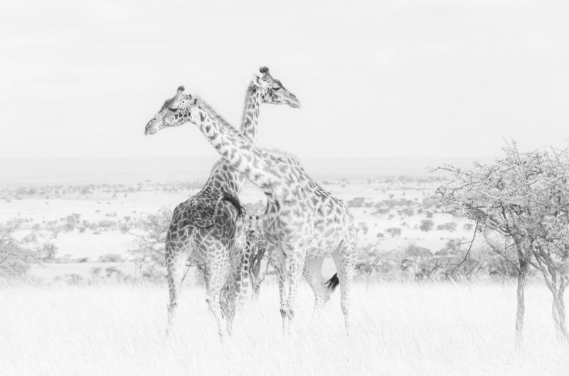 AFRICA-in-Blackk-and-white-71