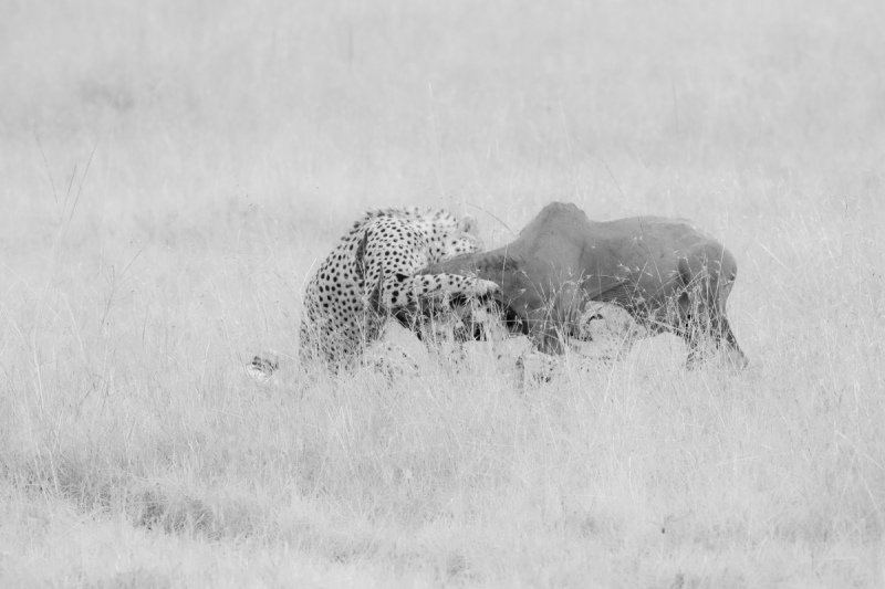 AFRICA-in-Blackk-and-white-73