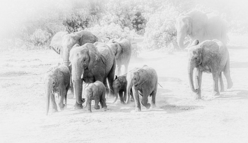 Chobe-River-2020-12133