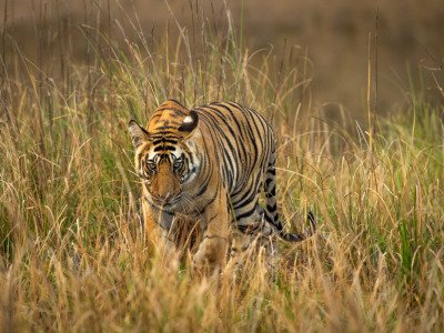 Bandhavgarh-2019-21