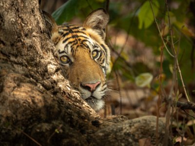 Bandhavgarh-2019-2795