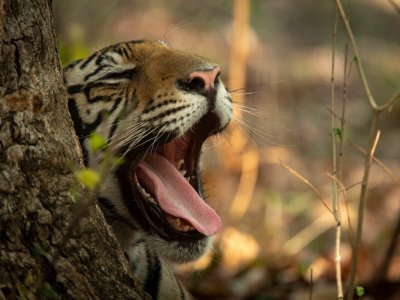 Bandhavgarh-2019-2817