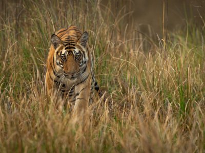 Bandhavgarh-2019-31