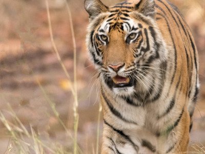 Bandhavgarh-NP-India-17