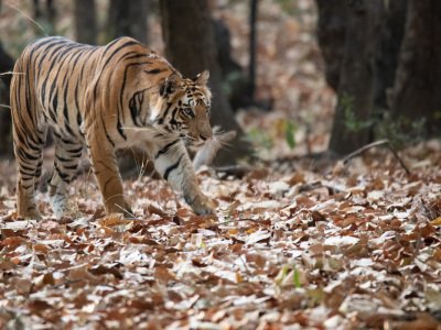 Bandhavgarh-NP-India-528-Edit