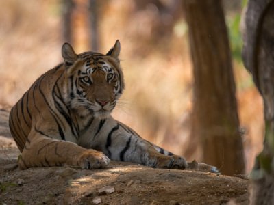 Bandhavgarh-NP-India-660