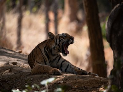 Bandhavgarh-NP-India-677