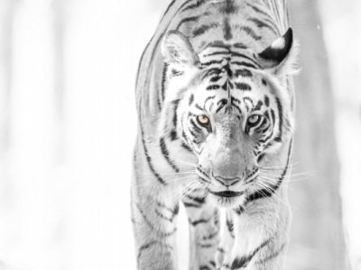 Bandhavgarh-NP-India-708-Edit