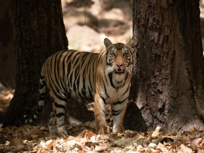 Bandhavgarh-NP-India-756