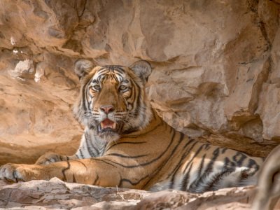 Ranthambhore-NP-India-882