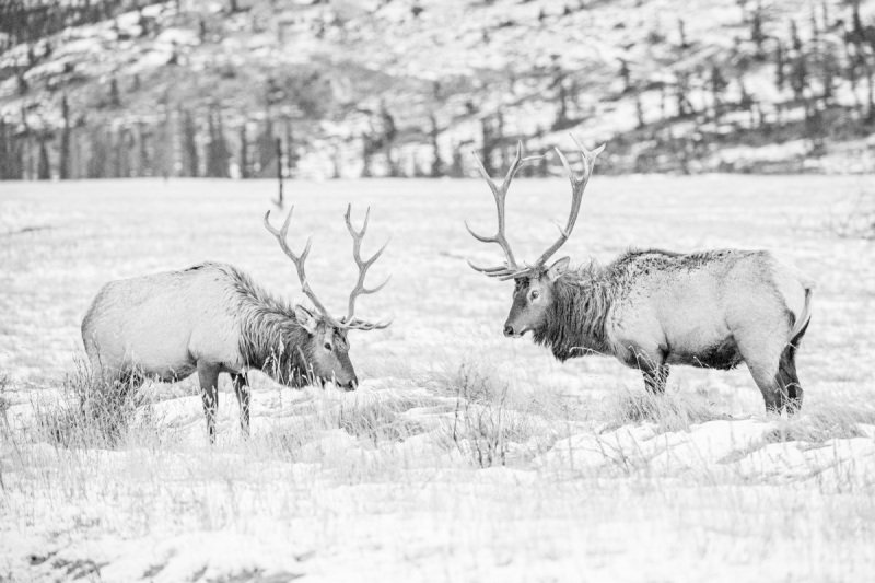 1_Jasper-2021-296