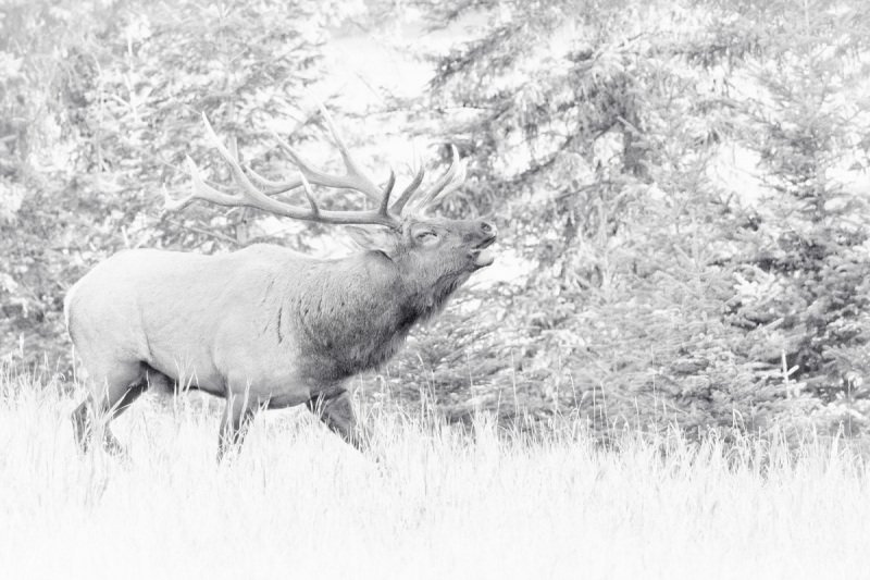 1_Jasper-Park-2020-4589-Edit