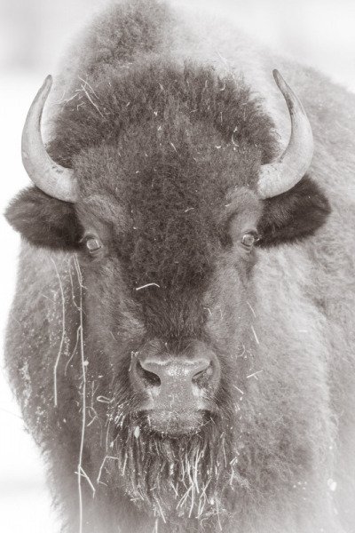 Jasper-2021-1621