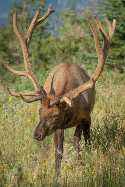 Jasper-Park-2020-3499