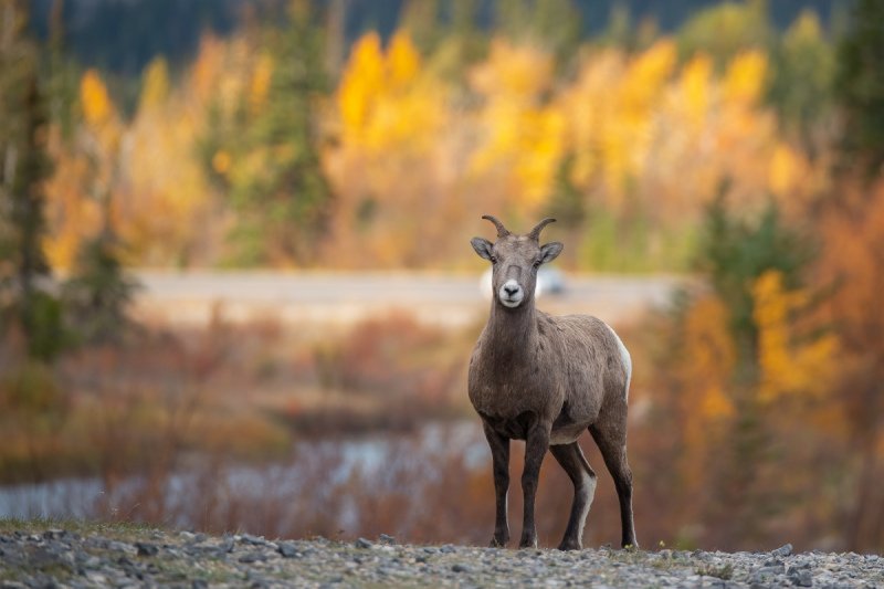 Jasper2015-1364-Edit-2