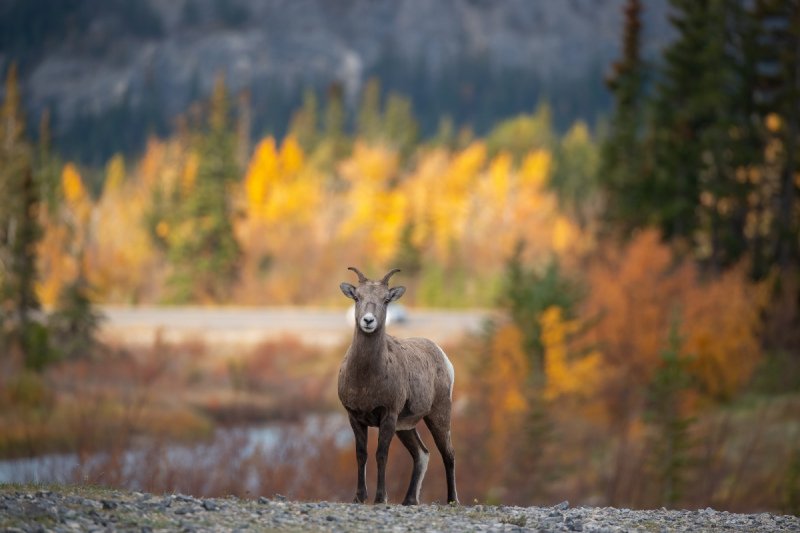 Jasper2015-1364-Edit