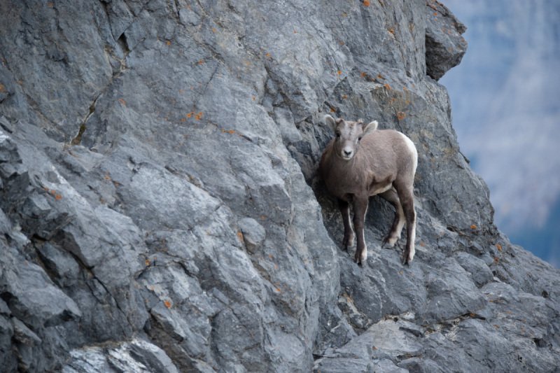 Jasper2015-1404