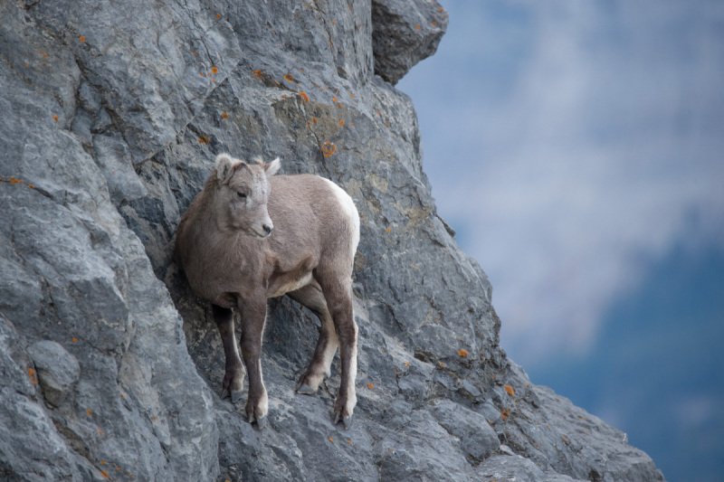 Jasper2015-1409-Edit-2