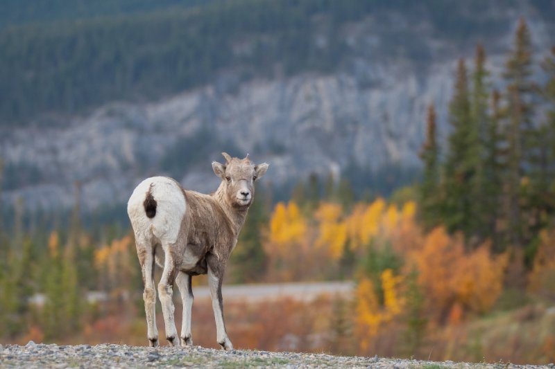 Jasper2015-1461-Edit-2