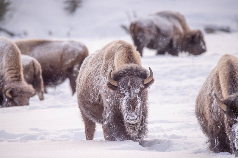 Yellowstone2016-161