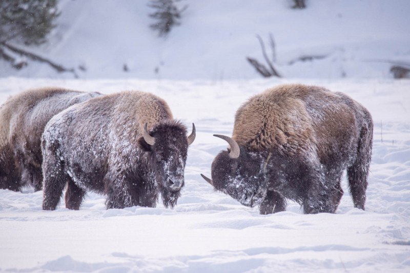 Yellowstone2016-189